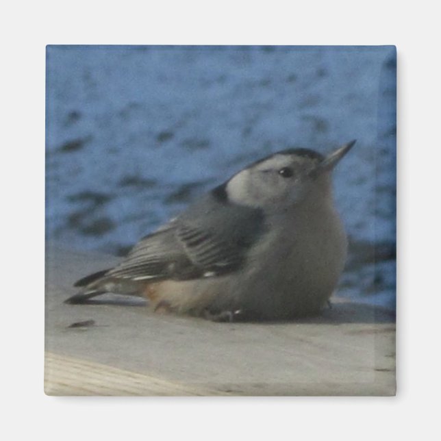 Nuthatch Magnet (Vorne)