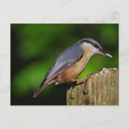 Nuthatch Postcard Postkarte