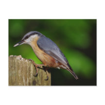 Nuthatch Postcard