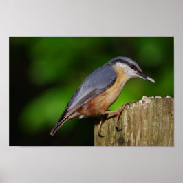 Nuthatch Poster