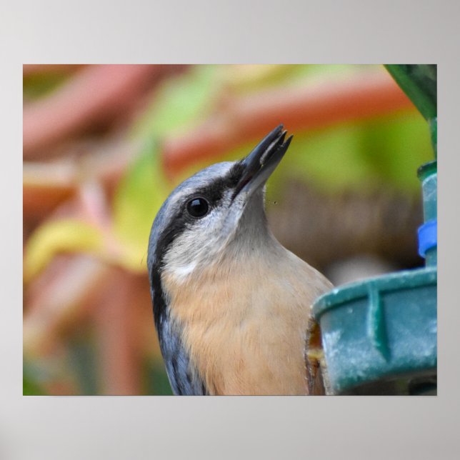 Nuthatch  poster (Vorne)