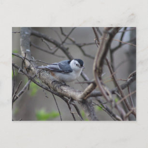 Nuthatch-Postkarte Postkarte