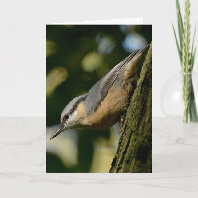 Nuthatch sur une carte d'arbre (Devant)