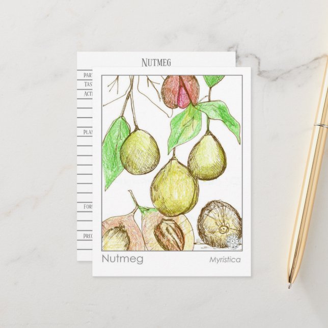 Nutmeg Medicinal Materia Medica Kräuterstudie Postkarte (Vorderseite/Rückseite Beispiel)