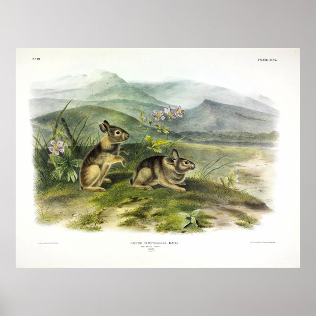 Nuttall's Hare (Mountain / Nuttall's Cottontail) Poster (Vorne)