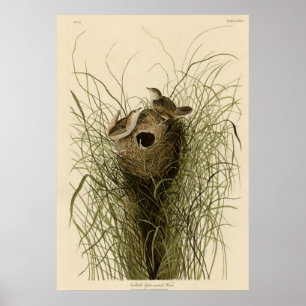 Nuttalls kleiner Sumpf Wren Poster