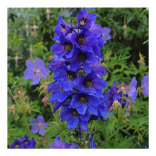 Nuttalls Larkspur Blumen Fotodruck