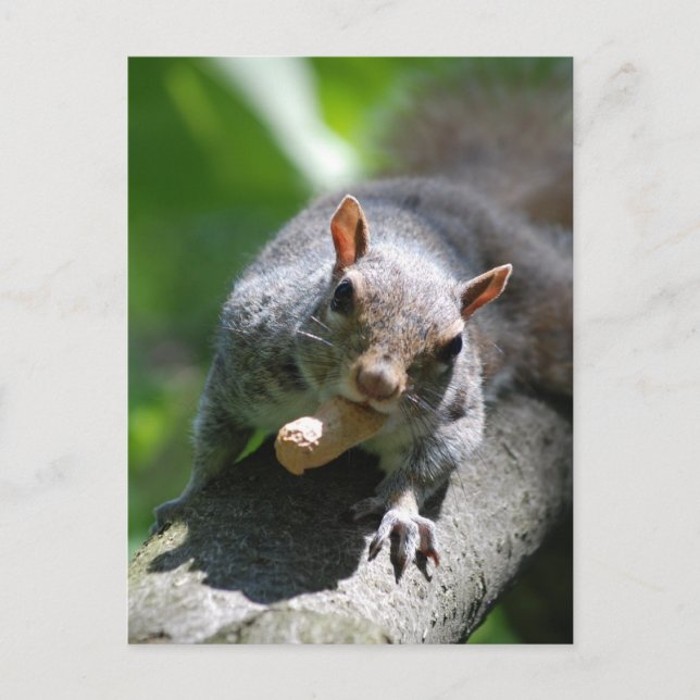 Nutte Eichhörnchen Postcard Postkarte (Vorderseite)