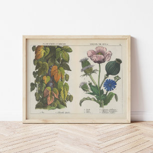 Nützliche Pflanze   Charlotte Mary Yonge Poster