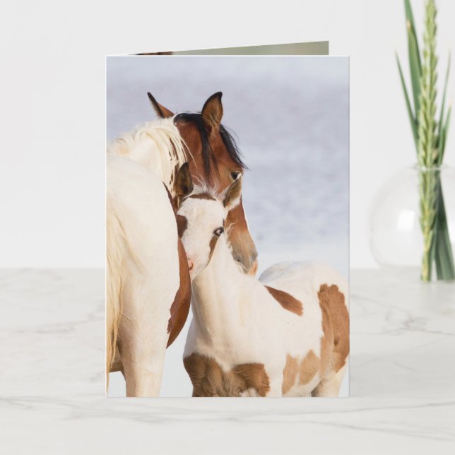 Nuzzle Wild Horse Grußkarte Karte (Vorderseite)