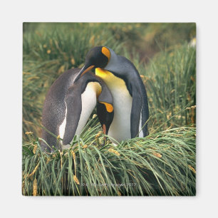 Nuzzling König-Pinguine Magnet