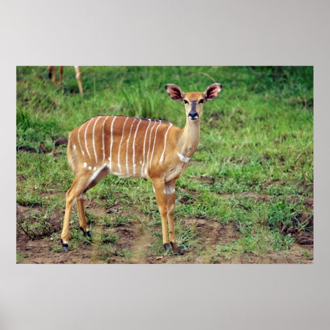 Nyala, Hluhluwe-Umfolozi-Spielreserve Poster (Vorne)