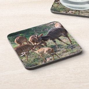 Nyala in der Natur – Afrikanische Tierkunstwerke Getränkeuntersetzer