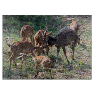 Nyala in Graslandschaften – Ein Moment der Wildnis Schneidebrett