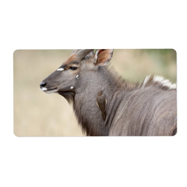 Nyala mit Oxpecker (Vorne)