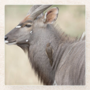 Nyala mit Oxpecker Glasuntersetzer