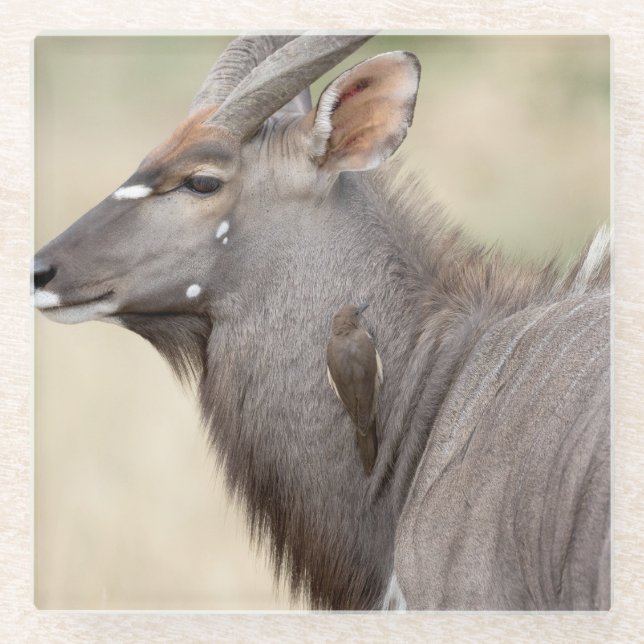 Nyala mit Oxpecker Glasuntersetzer (Vorderseite)
