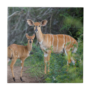 Nyala (Tragelaphus Angazii) mit Jungtier, Ndumo Fliese