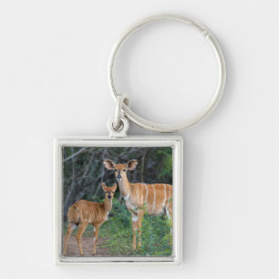 Nyala (Tragelaphus Angazii) mit Jungtier, Ndumo Schlüsselanhänger