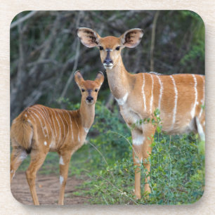 Nyala (Tragelaphus Angazii) mit Jungtier, Ndumo Untersetzer