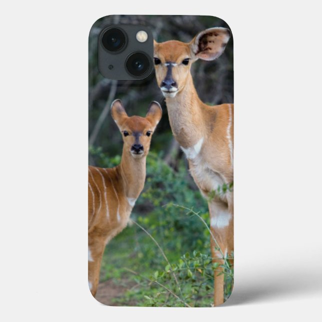 Nyala (Tragelaphus Angazii) mit Young, Ndumo Case-Mate iPhone Hülle (Rückseite)