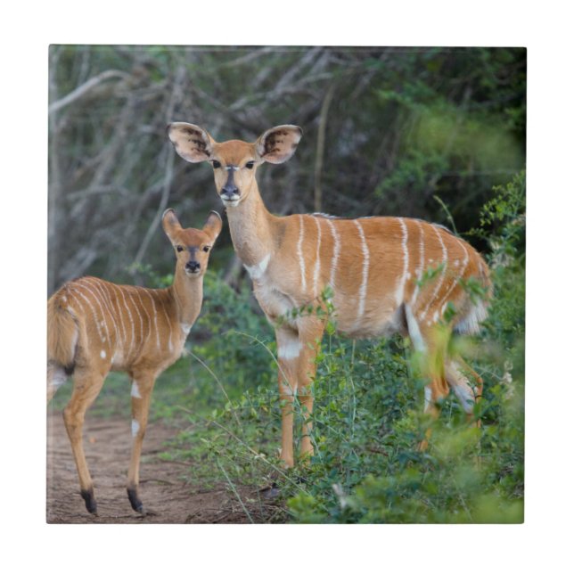 Nyala (Tragelaphus Angazii) mit Young, Ndumo Fliese (Vorderseite)