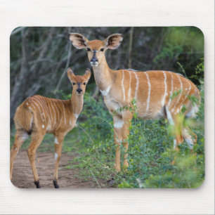 Nyala (Tragelaphus Angazii) mit Young, Ndumo Mousepad