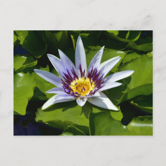 Nymphaea colorata - Afrikanische Wasserlilie Tansa Postkarte