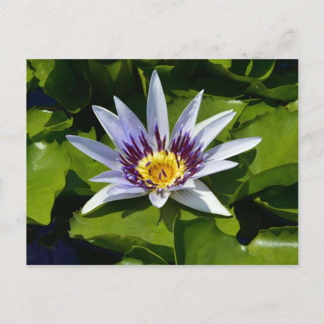 Nymphaea colorata - Afrikanische Wasserlilie Tansa Postkarte (Vorderseite)