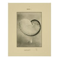 NZ Muscheln - Argonauta nodosa und Spirula Peroni
