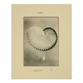 NZ Muscheln - Argonauta nodosa und Spirula Peroni Poster
