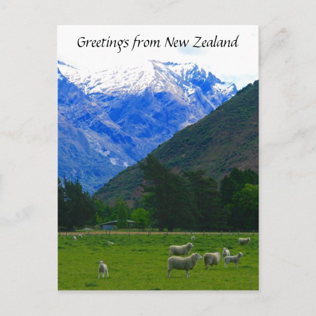 Nz Schafscape Postkarte (Vorderseite)