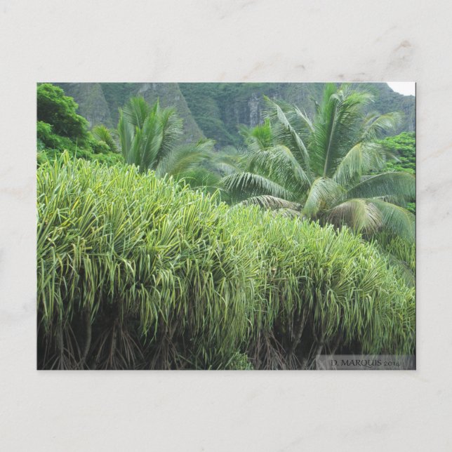 OAHU, HAWAII #2 POSTCARD POSTKARTE (Vorderseite)