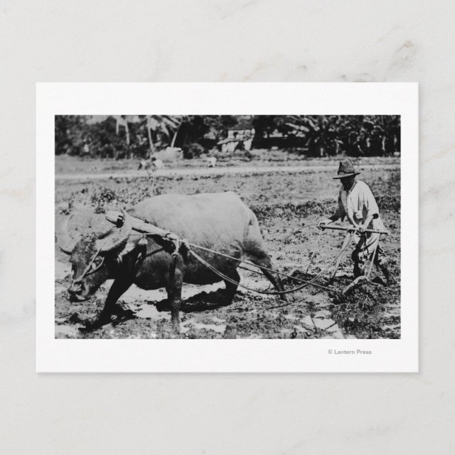 Oahu, Hawaii - Ein Wasserbüffel und Bauer-Tilling Postkarte (Vorderseite)