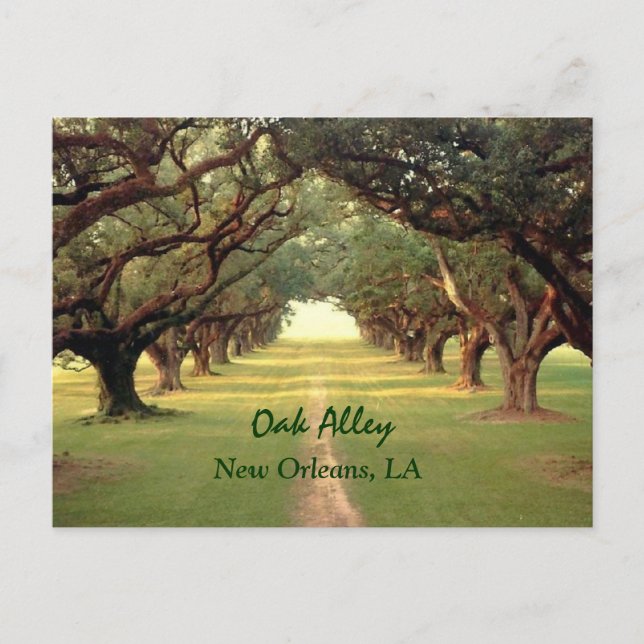 Oak Alley New Orleans Postcard Postkarte (Vorderseite)