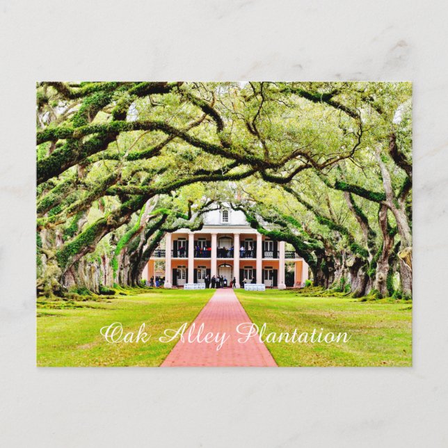 Oak Alley Plantation Postkarte (Vorderseite)