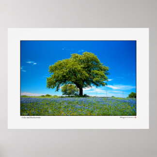 Oak and Bluebonnets - Texas Poster