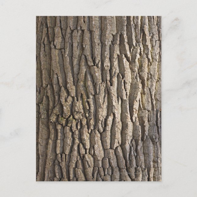 Oak Bark, Aschaffenburg, Franken, Bayern, Postkarte (Vorderseite)