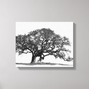 OAK-BAUM LEINWANDDRUCK