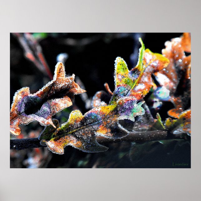 Oak Fairy Zuckerguss Poster (Vorne)