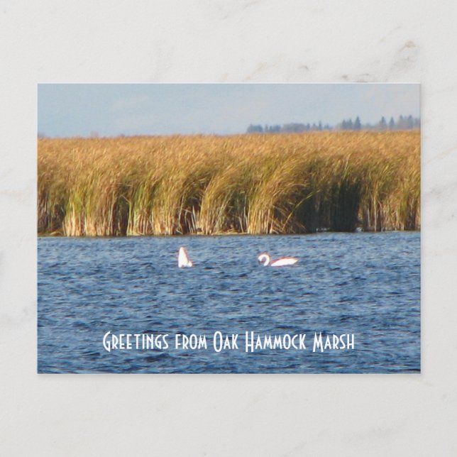 Oak Hammock Marsh Postcard Postkarte (Vorderseite)