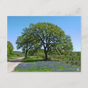 Oak Tree and Bluebonnets near Johnson City, TX Postkarte