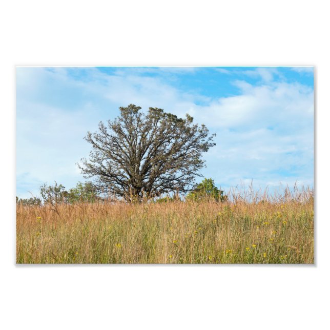 Oak Tree and Tall Grass Prairie Fotodruck (Vorne)