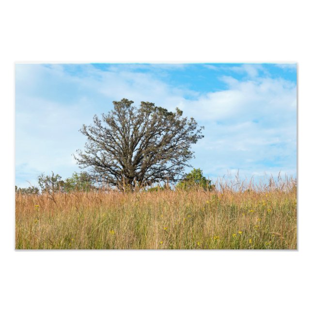 Oak Tree and Tall Grass Prairie Fotodruck (Vorne)
