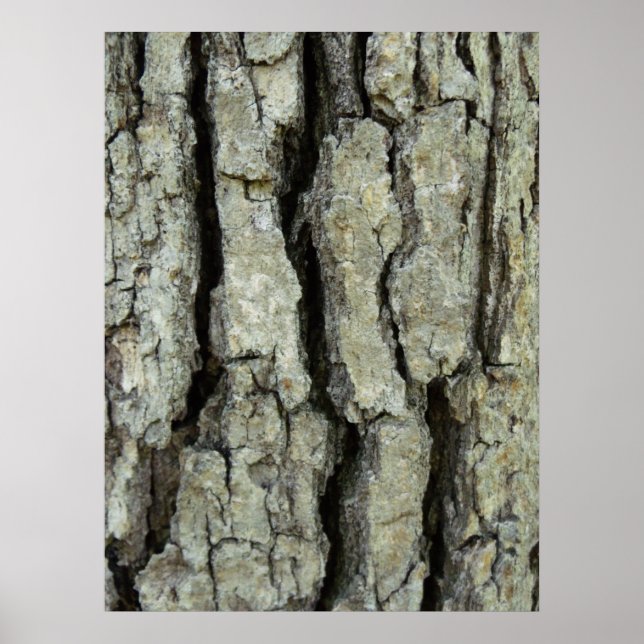 Oak Tree Bark Poster (Vorne)