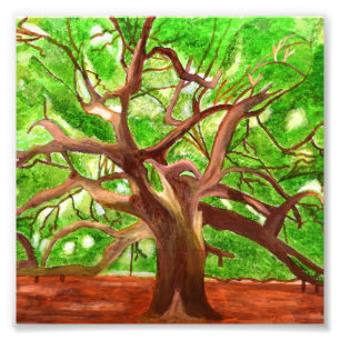 Oak Tree Foto