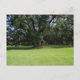 OAK TREE POSTKARTE