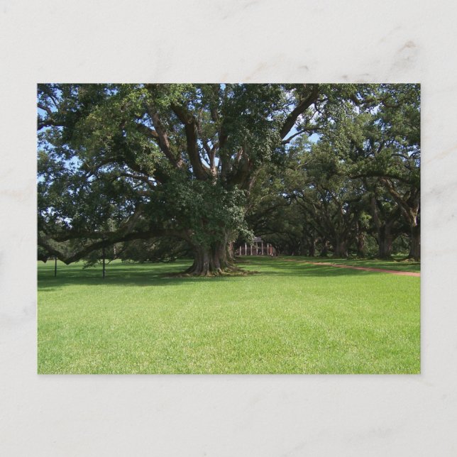 OAK TREE POSTKARTE (Vorderseite)