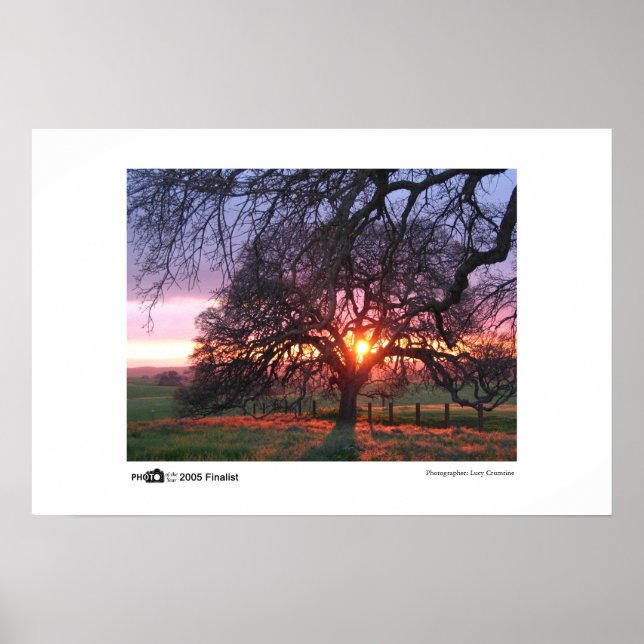 Oak Tree Sunset - Foto des Jahres Finalist Poster (Vorne)