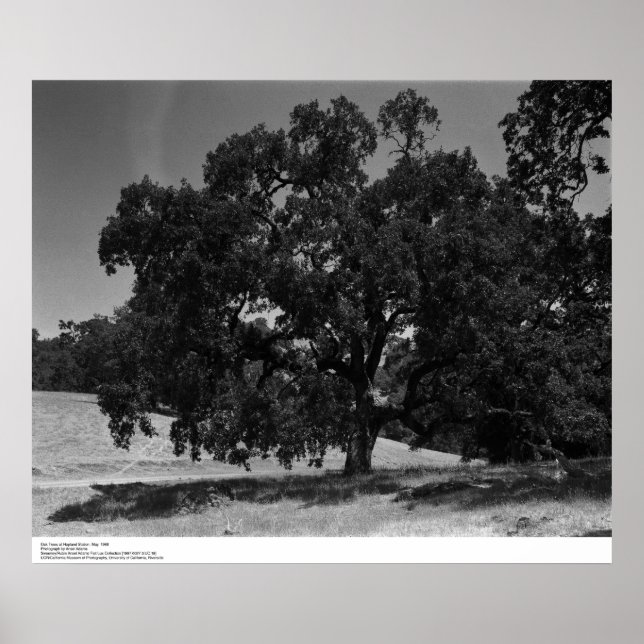 Oak Trees am Bahnhof Hopland, Mai 1966 Poster (Vorne)